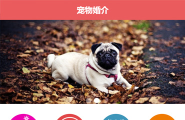 宠物网站手机版HTML模板